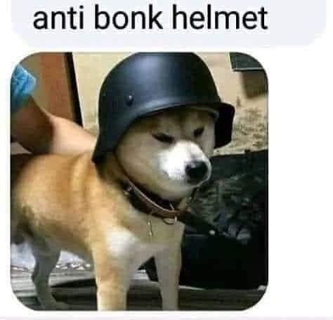 Chat Doge anti bonk helmet.JPG